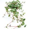 Pilea Glaucophylla Greyzy Silver Sparkles
