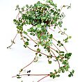 Pilea Glaucophylla Greyzy Silver Sparkles