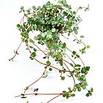 Pilea Glaucophylla Greyzy Silver Sparkles