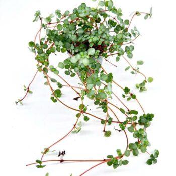Pilea Glaucophylla Greyzy Silver Sparkles