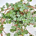 Pilea Glaucophylla Greyzy Silver Sparkles