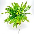 Boston Fern Nephrolepis Exaltata Green Lady