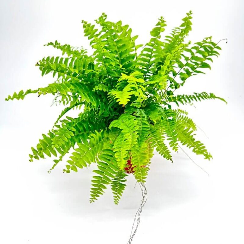 Boston Fern Nephrolepis Exaltata Green Lady Boston Fern Nephrolepis Exaltata Green Lady