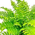 Boston Fern Nephrolepis Exaltata Green Lady