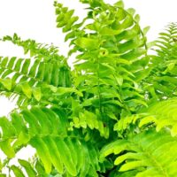 Boston Fern Nephrolepis Exaltata Green Lady