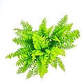 Boston Fern Nephrolepis Exaltata Green Lady