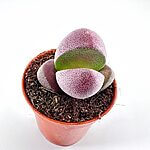 Pleiospilos Split Rock Lavender Lithops Succulent 5cm