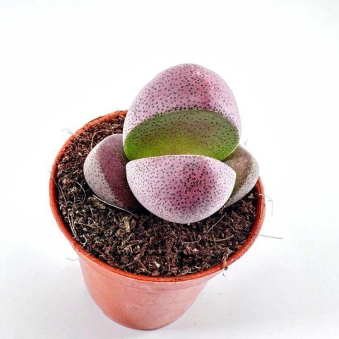 lithops
