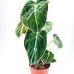 Philodendron Melanochrysum Black Gold 12cm pot