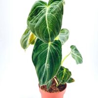Philodendron Melanochrysum Black Gold
