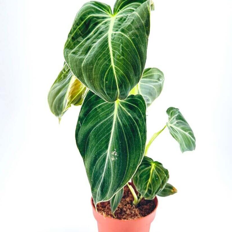 Philodendron Melanochrysum Black Gold
