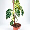 Philodendron Melanochrysum Black Gold
