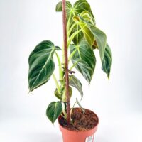Philodendron Melanochrysum Black Gold