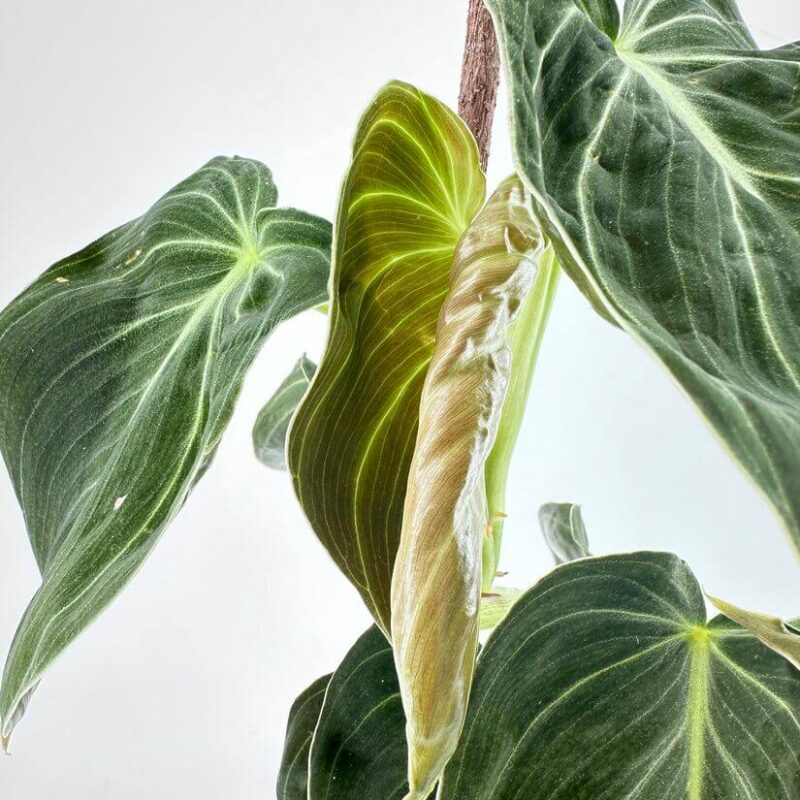 Philodendron Melanochrysum Black Gold Philodendron Melanochrysum Black Gold