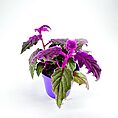 Purple Passion Gynura Aurantiaca