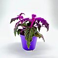 Purple Passion Gynura Aurantiaca