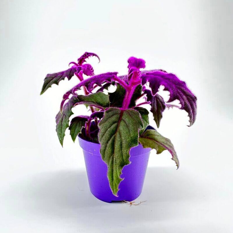 Purple Passion Gynura Aurantiaca Purple Passion Gynura Aurantiaca