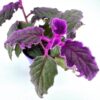 Purple Passion Gynura Aurantiaca