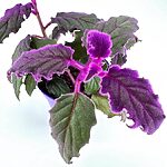 Purple Passion Gynura Aurantiaca