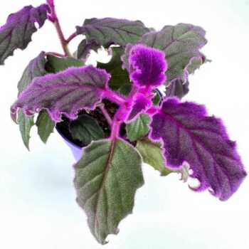 Purple Passion Gynura Aurantiaca