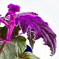 Purple Passion Gynura Aurantiaca