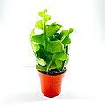 Epiphyllum Anguliger Fishbone Zig Zag Cactus
