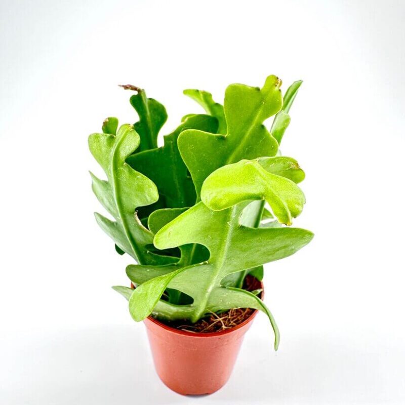 Epiphyllum Anguliger Fishbone Zig Zag Cactus Epiphyllum Anguliger Fishbone Zig Zag Cactus