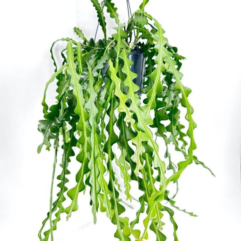 Epiphyllum Anguliger Fishbone Zig Zag Cactus Epiphyllum Anguliger Fishbone Zig Zag Cactus