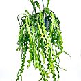 Epiphyllum Anguliger Fishbone Zig Zag Cactus
