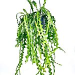 Epiphyllum Anguliger Fishbone Zig Zag Cactus