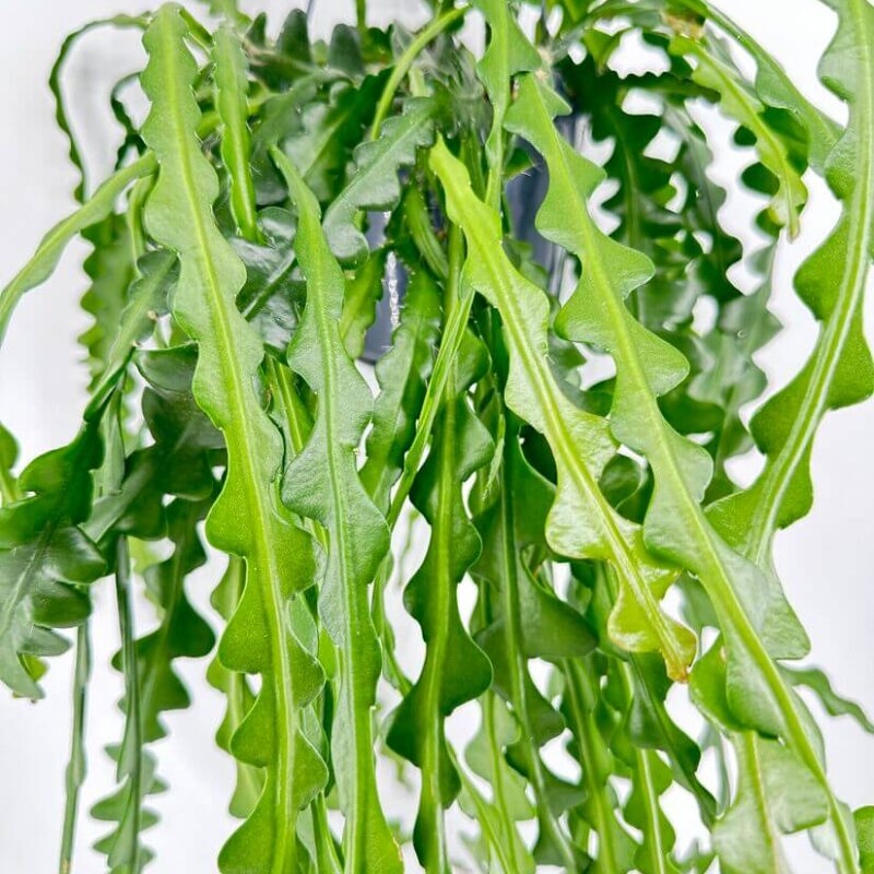 Epiphyllum Anguliger Fishbone Zig Zag Cactus Epiphyllum Anguliger Fishbone Zig Zag Cactus