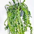 Epiphyllum Anguliger Fishbone Zig Zag Cactus