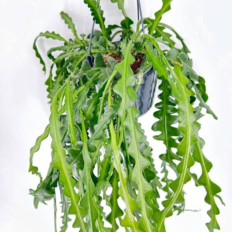 Epiphyllum Anguliger Fishbone Zig Zag Cactus Epiphyllum Anguliger Fishbone Zig Zag Cactus