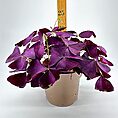 Purple-leafed plant in beige pot with measuring stick in the background.