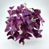 Purple Shamrock Oxalis triangularis, deep purple foliage with heart-shaped leaflets against white background.