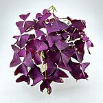 Oxalis Triangularis Purple Shamrock Mijke