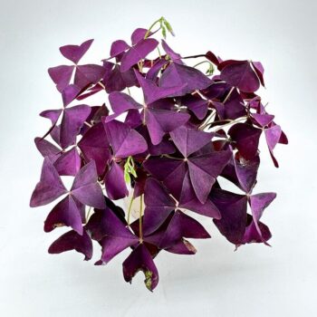 Purple Shamrock Oxalis triangularis, deep purple foliage with heart-shaped leaflets against white background.