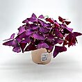 Vibrant purple Oxalis plant with butterfly-like leaves in a minimalist brown pot.