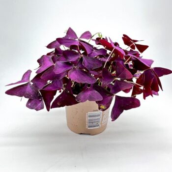 Vibrant purple Oxalis plant with butterfly-like leaves in a minimalist brown pot.
