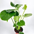 Monstera deliciosa with glossy fenestrated leaves in a simple pot, showcasing indoor plant care.
