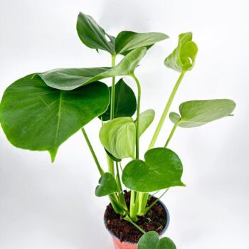 Monstera deliciosa with glossy fenestrated leaves in a simple pot, showcasing indoor plant care.