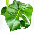 Monstera plant leaves with glossy texture, split design, and holes against a white background.