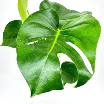 Monstera plant leaves with glossy texture, split design, and holes against a white background.