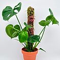 Mixed moss pole iroko