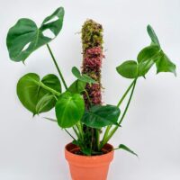 Mixed moss pole iroko