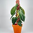 Pink moss pole iroko 2