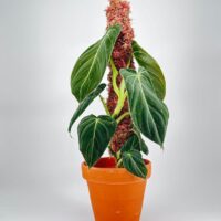 Pink moss pole iroko 2