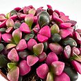Close-up of vibrant succulent leaves in terracotta pot, showcasing magenta, green, and black hues.