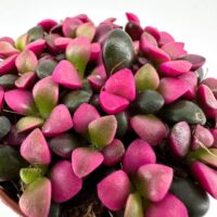 Close-up of vibrant succulent leaves in terracotta pot, showcasing magenta, green, and black hues.