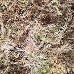 Fresh Live Sphagnum Moss Component Grade